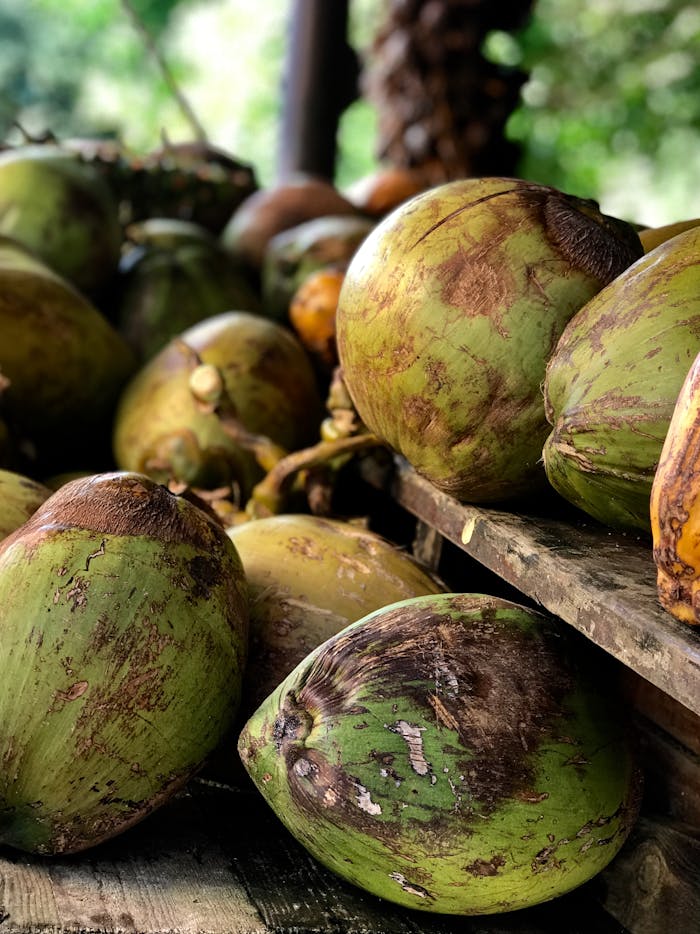 team-02 Close-up of raw green coconuts piled on a rustic wooden shelf in a tropical setting.